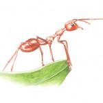 red ant